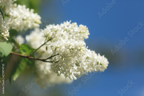 Blossoming White lilac branch in the garden. Selective focus. Flowers background