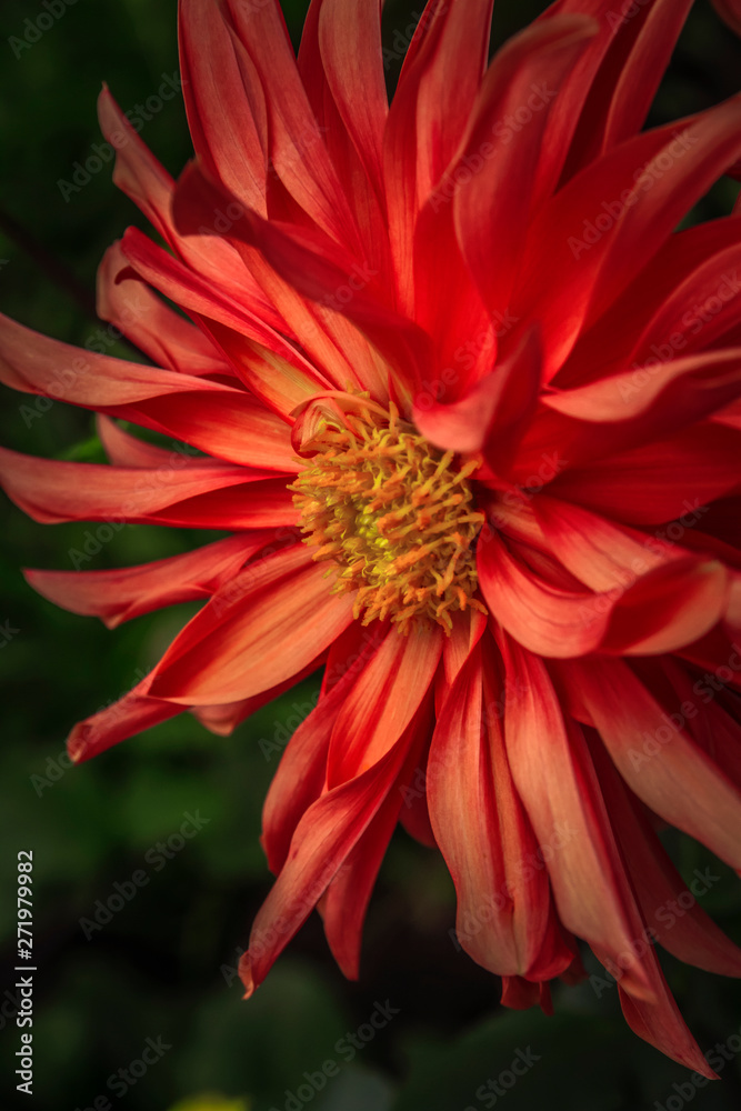 Beautiful dahlia flower close-up picture Beautiful dahlia flower close-up picture