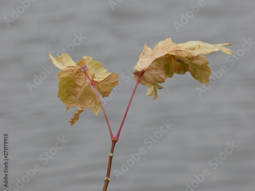 leaves
