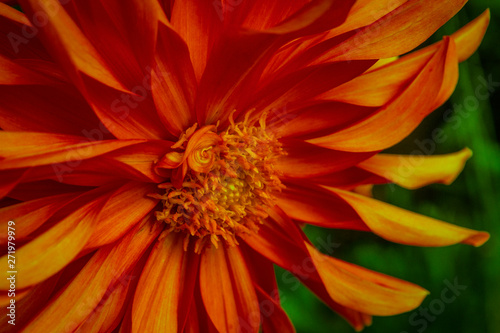 Beautiful dahlia flower close-up picture