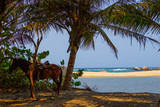 Horse stands at a tropical caribbean beach