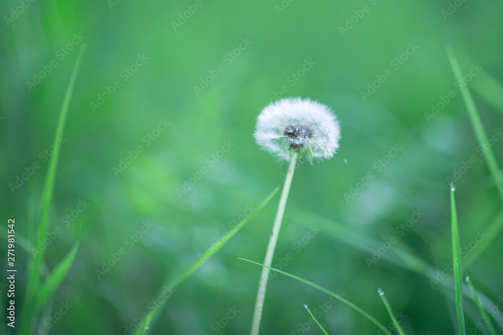 white ball of dandelion,shot in the evening in early summer