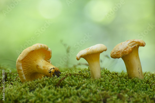 Chanterelle mushrooms close up. Edible mushroom Cantharellus cibarius in forest