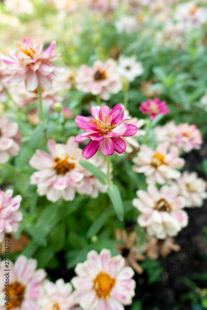 Zinnia angustifolia Ornamental plants are growing in the garden.