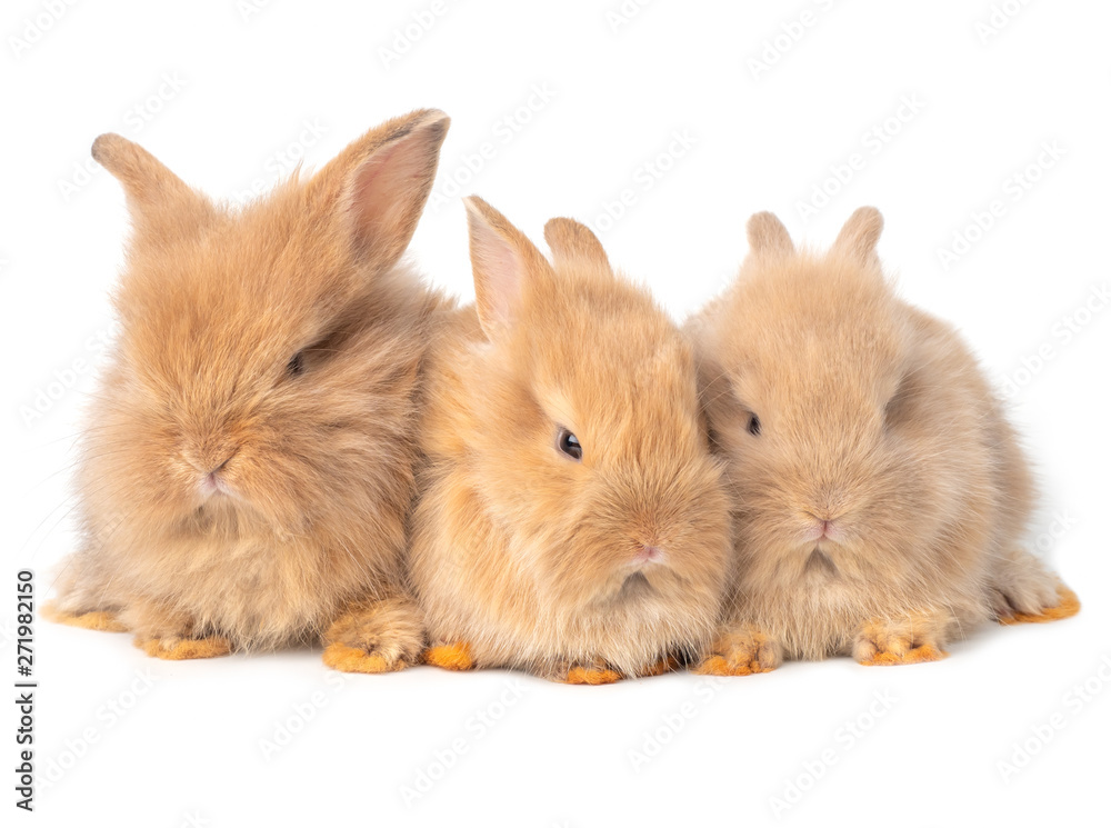 Three baby brown rabbits isolated on white background. Lovely action of baby rabbit group sitting. Three baby brown rabbits isolated on white background. Lovely action of baby rabbit group sitting.