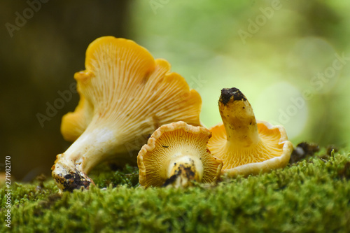 Chanterelle mushrooms close up. Edible mushroom Cantharellus cibarius in forest