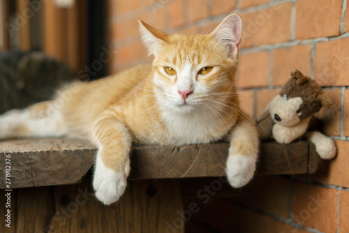 Wallpaper Mural The orange cat looks this way. Torontodigital.ca