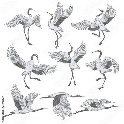 Set of white cranes in different positions