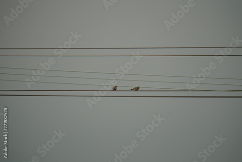 pair of real wild birds on electric power lines