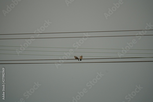 pair of real wild birds on electric power lines