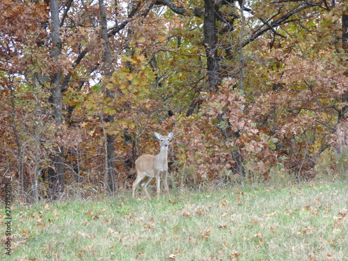roadside deer