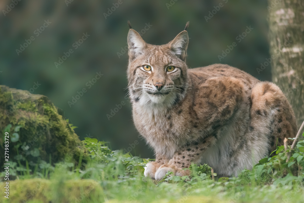 Lynx Lynx