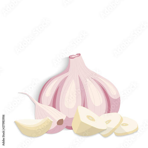 Garlic vector illustration