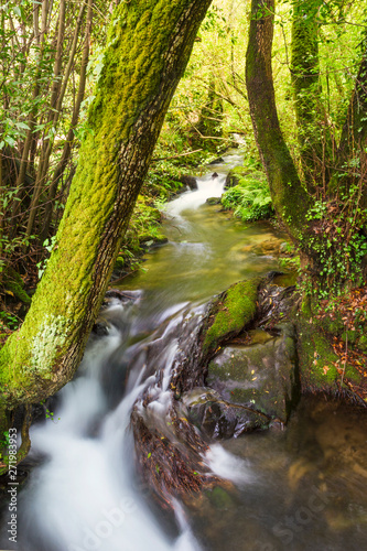 River flowing on the forest photo
