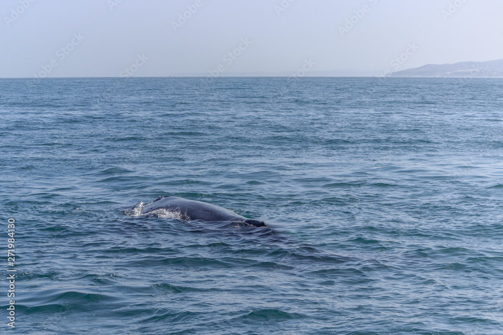 Obraz premium fin of an humpback whale in peru
