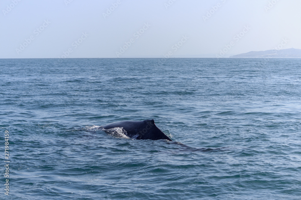 Fototapeta premium fin of an humpback whale in peru