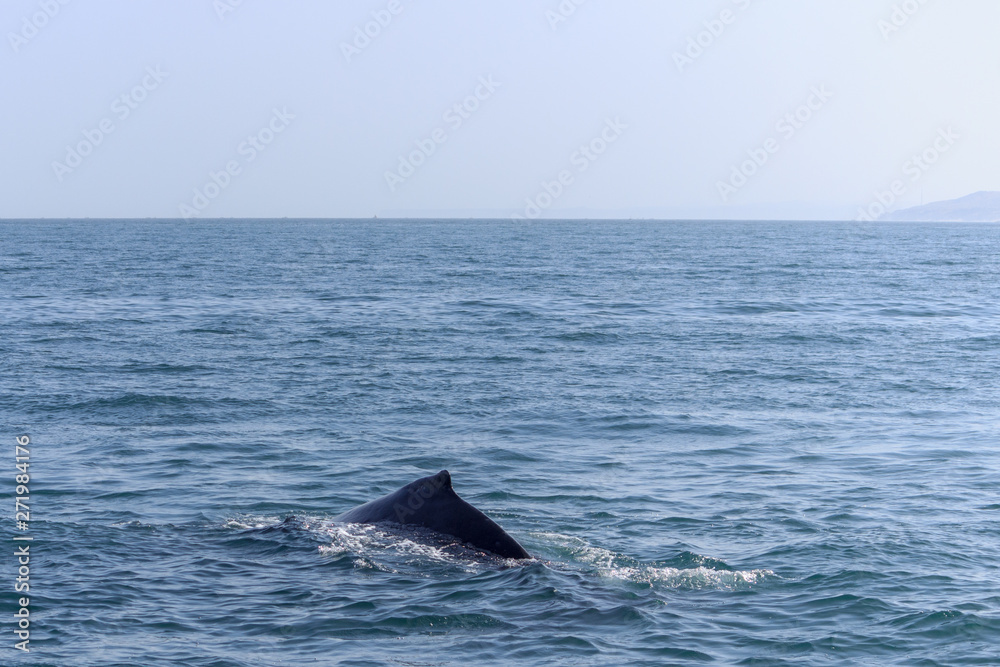 fin of an humpback whale in peru fin of an humpback whale in peru