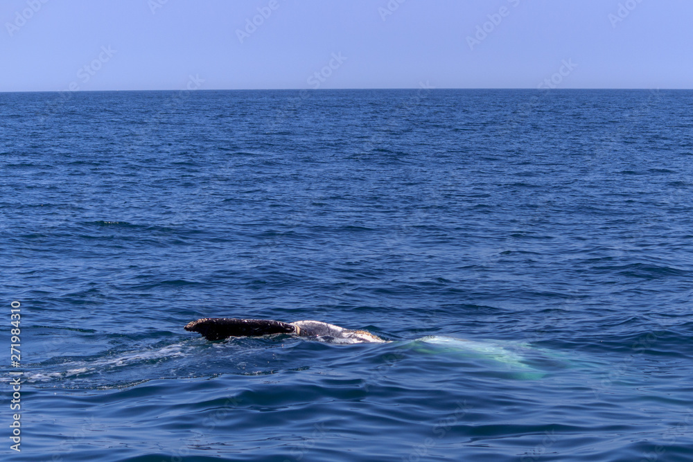 Obraz premium fin of an humpback whale in peru