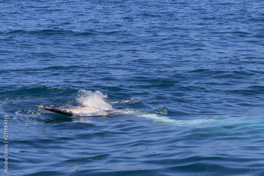Fototapeta premium fin of an humpback whale in peru