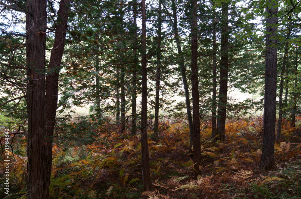 Obraz premium Bog wetlands Natural monuments in Nagano Japan