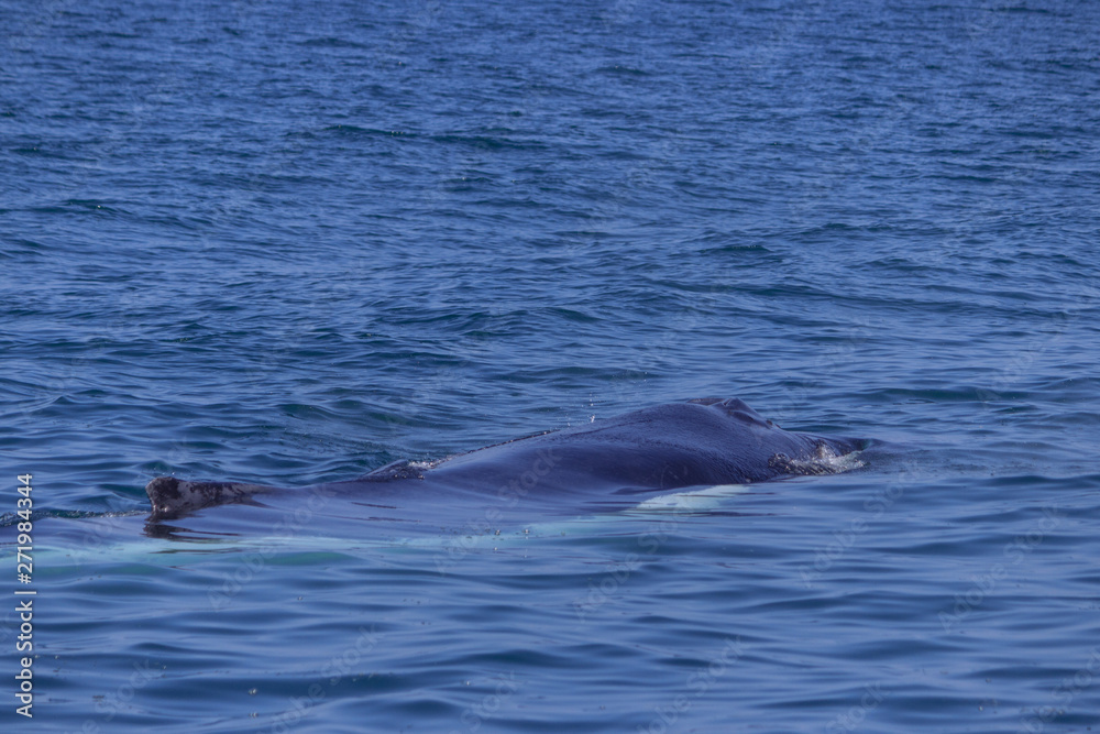 Fototapeta premium fin of an humpback whale in peru