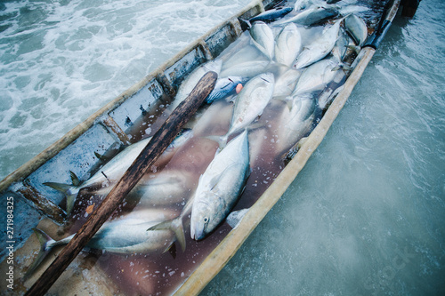 Bludger trevally fish in a boat, Seychelles photo