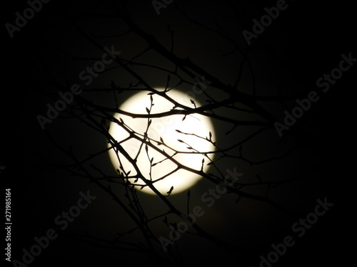 moonlit branches