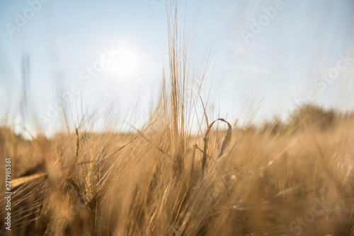 Wheat fields in Prince Edward Island