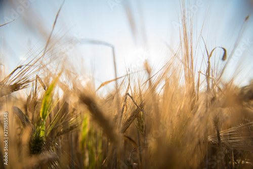 Wheat fields in Prince Edward Island