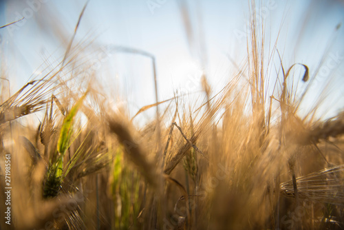 Wheat fields in Prince Edward Island