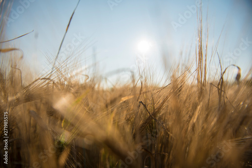 Wheat fields in Prince Edward Island