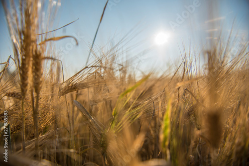 Wheat fields in Prince Edward Island