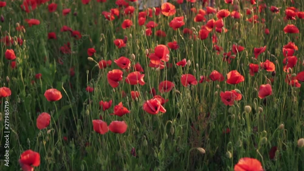 Happy mother and little daughter stand in blooming field in wreaths of wild poppy flowers, Steadicam shot Happy mother and little daughter stand in blooming field in wreaths of wild poppy flowers, Steadicam shot