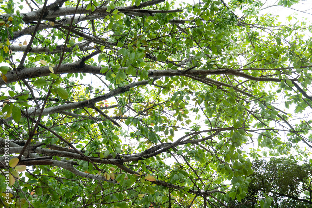 Fototapeta premium Southern view of Branch and green leaves of banyan tree.