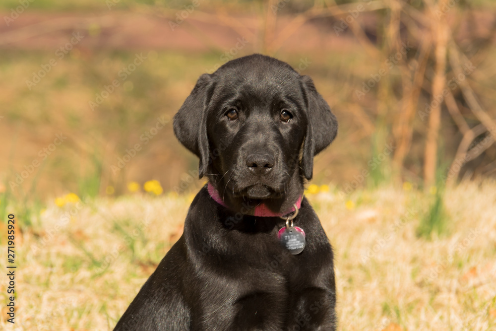 Black Labrador puppy. With his family-friendly reputation, unique intelligence, and incredible loyalty, the black Lab has made a popular family companion pet for years.
