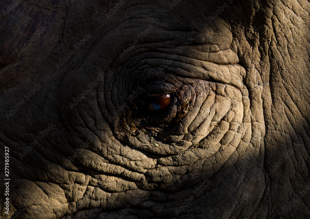 Black rhino eye close up, Laikipia county, Ol pejeta, Kenya Black rhino eye close up, Laikipia county, Ol pejeta, Kenya