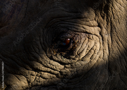 Black rhino eye close up, Laikipia county, Ol pejeta, Kenya photo