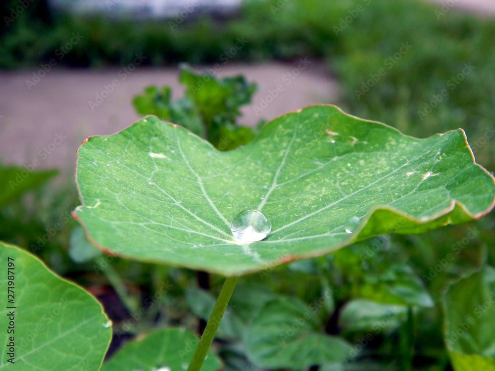 Dew on a leaf Dew on a leaf