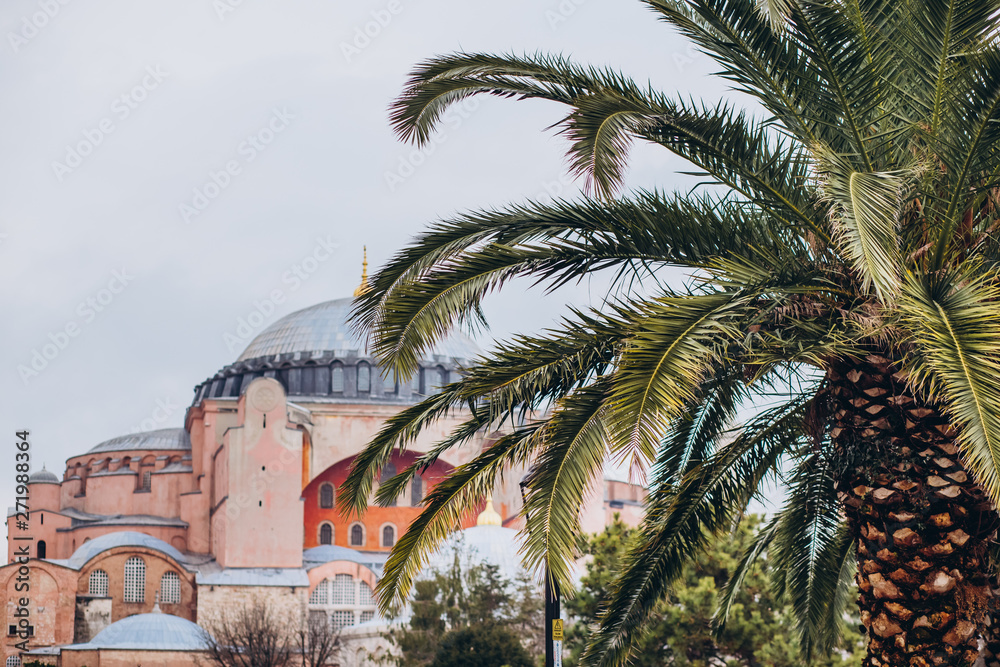 Cloudy weather in Istanbul. View of the Hagia Sophia through the leaves of palm trees. Ancient architecture of Hagia Sophia. Istanbul, Turkey. Palm tree on the Sultanahmet garden