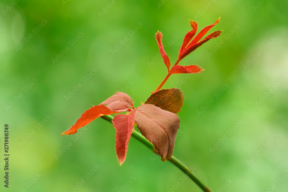 Soft shoots of leaves