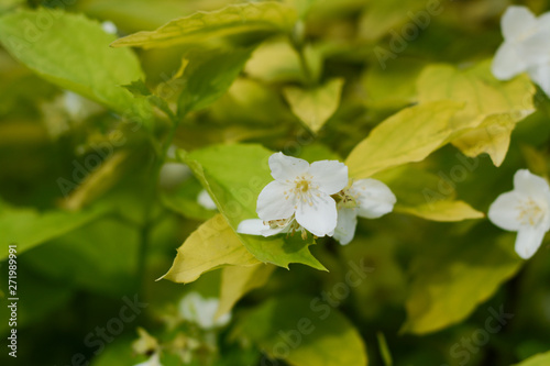 White tender jasmine flowers on a bush with yellow and green leaves