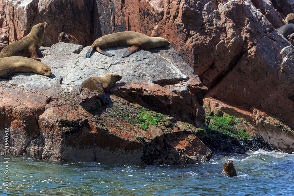 Fototapeta premium sea lions on paracas islands in peru