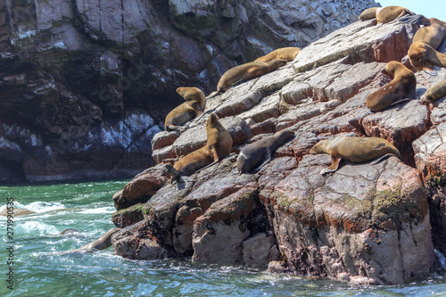 sea lions on paracas islands in peru