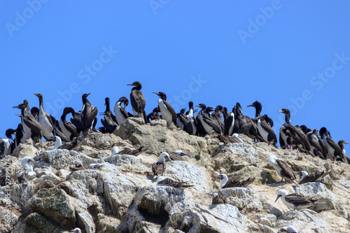 group of guanay cormorant on the islas ballestas, peru © Mira