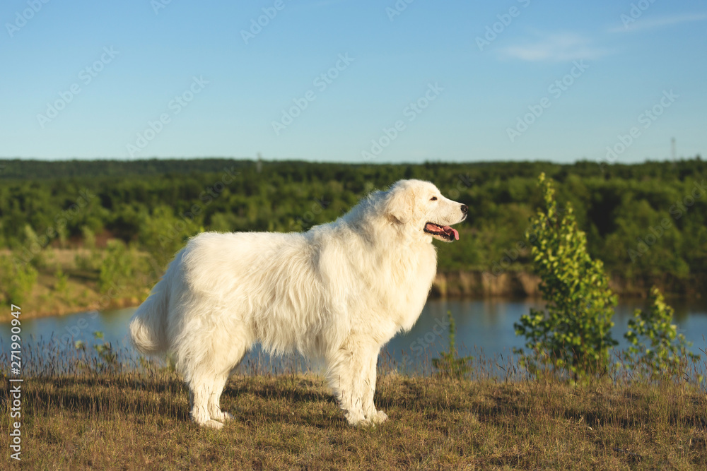 Cute maremma sheepdog. Big white fluffy dog breed maremmano abruzzese dog  standing in the forest in front of the pond. Stock-foto | Adobe Stock