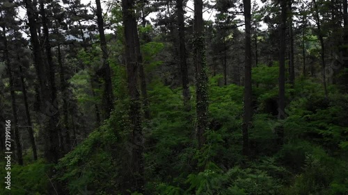 drone view moving among trees in a forest in the north of Spain  photo