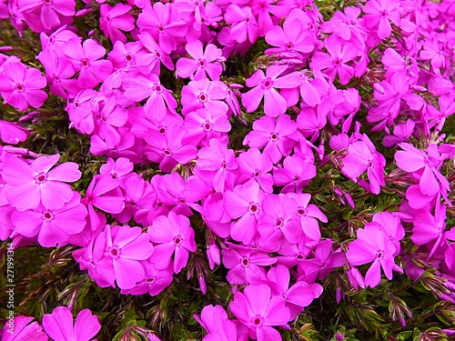 pink flowers