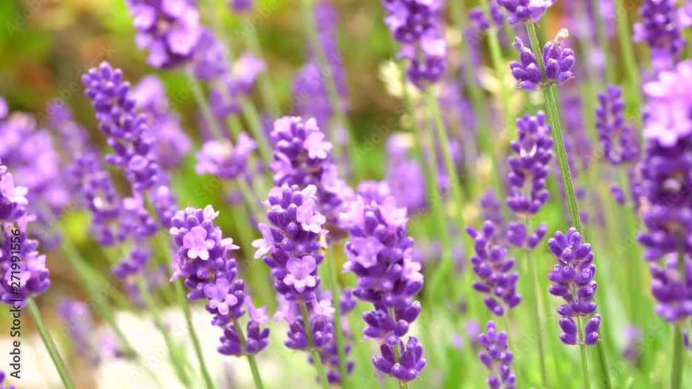 Blooming Lavender Flowers swaying in the wind. Close Up. Real time video Blooming Lavender Flowers swaying in the wind. Close Up. Real time video