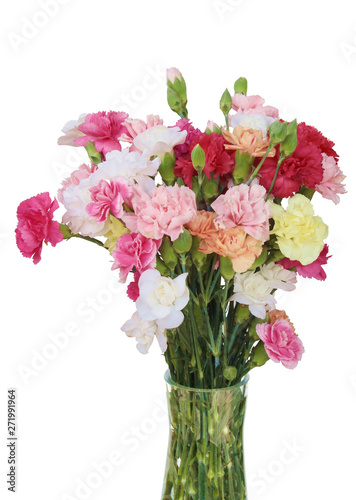 multicolor carnations isolated close up