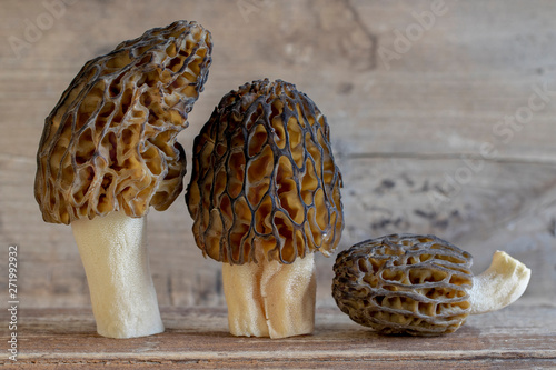 Morel conical (Morchella conica), delicious edible mushrooms, a delicacy of European forest mushrooms. photo